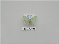 藏品(尺蛾427)的圖片